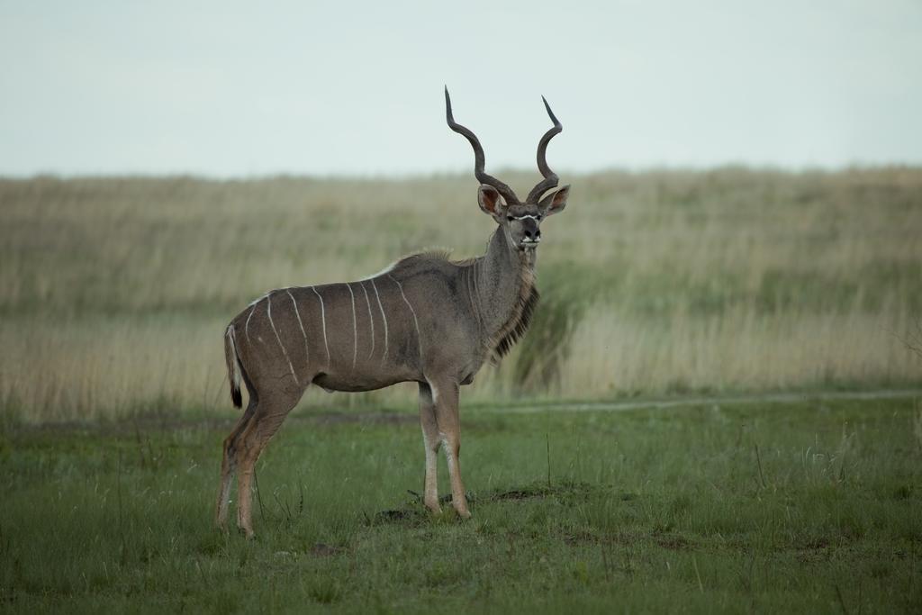 Forum Homini Boutique Hotel Krugersdorp Luaran gambar